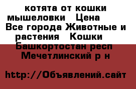 котята от кошки мышеловки › Цена ­ 10 - Все города Животные и растения » Кошки   . Башкортостан респ.,Мечетлинский р-н